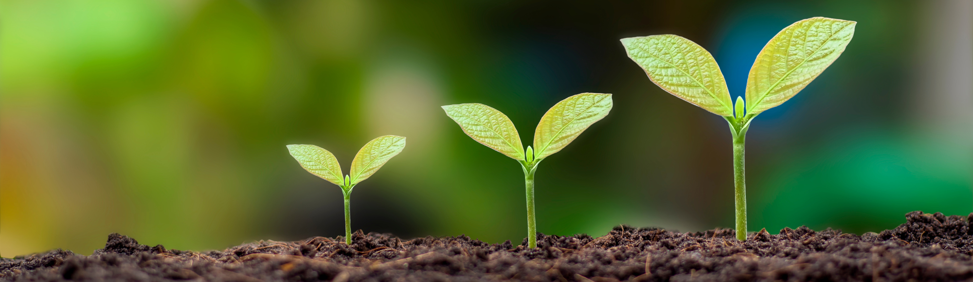 On-demand webinar: Propel Business Growth with Custom Solutions